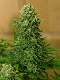 Kush Marijuana clones free delivery in Orange County Ca.