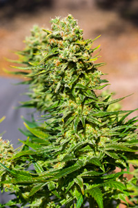 Marijuana clones for sale Orange County ca - free delivery