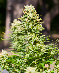 Marijuana Clones for sale premium grade - Kush - Orange County Ca.